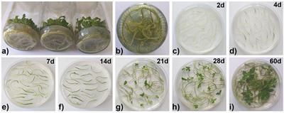 Dynamic changes of endogenous phytohormones and carbohydrates during spontaneous morphogenesis of Centaurium erythraea Rafn